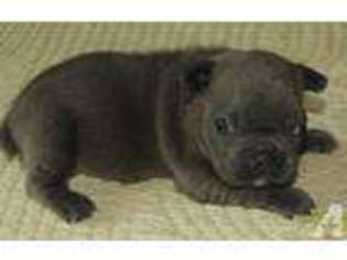 French Bulldog Puppy for sale in SEMINARY, MS, USA