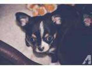 Chihuahua Puppy for sale in UNICOI, TN, USA