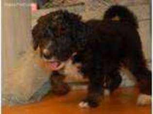 Mutt Puppy for sale in Waterville, IA, USA