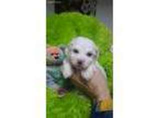 Havanese Puppy for sale in Minonk, IL, USA