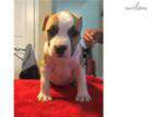 American Staffordshire Terrier Puppy for sale in Macon, GA, USA