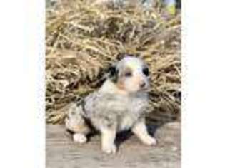 Australian Shepherd Puppy for sale in Dunlap, IA, USA