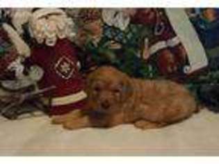 Goldendoodle Puppy for sale in Mankato, MN, USA