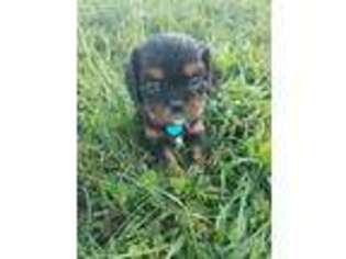 Cavalier King Charles Spaniel Puppy for sale in Arthur, IL, USA