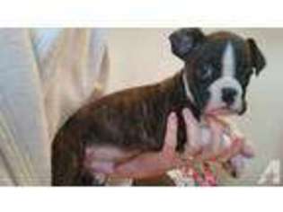 Boxer Puppy for sale in BOLTON, MA, USA