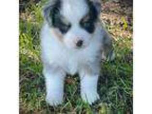 Miniature Australian Shepherd Puppy for sale in Tolar, TX, USA