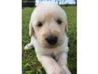 Labradoodle Puppy for sale in Richlands, NC, USA