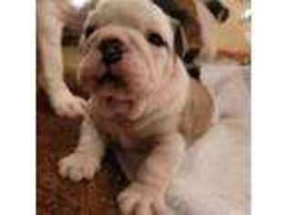 Bulldog Puppy for sale in Blanchard, MI, USA