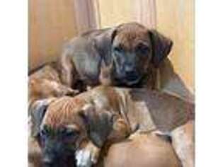 Rhodesian Ridgeback Puppy for sale in Red Feather Lakes, CO, USA