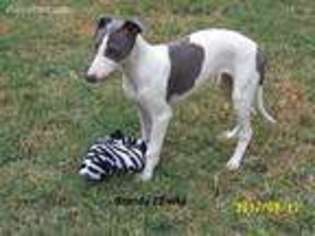 Whippet Puppy for sale in Winnsboro, TX, USA