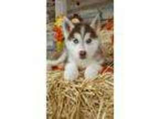 Siberian Husky Puppy for sale in Center Ridge, AR, USA