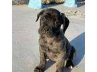 Cane Corso Puppy for sale in Apple Valley, CA, USA