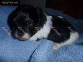 Havanese Puppy for sale in Tecumseh, MI, USA