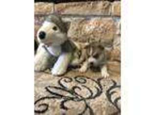 Siberian Husky Puppy for sale in Wichita Falls, TX, USA