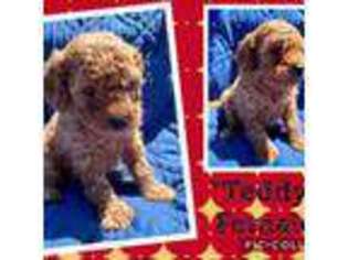 Cavapoo Puppy for sale in Augusta, KY, USA