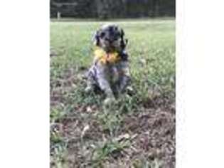 Mutt Puppy for sale in Farmerville, LA, USA