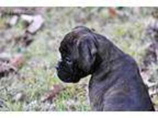 Boxer Puppy for sale in Simsboro, LA, USA