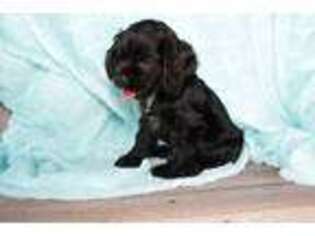 Cocker Spaniel Puppy for sale in Baltic, OH, USA