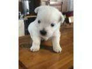 West Highland White Terrier Puppy for sale in Pennock, MN, USA