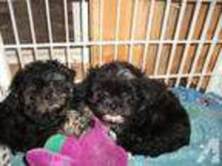 Goldendoodle Puppy for sale in HARTWELL, GA, USA