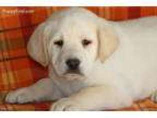 Labrador Retriever Puppy for sale in Lena, WI, USA