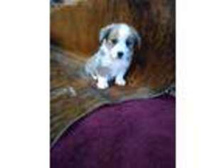 Pembroke Welsh Corgi Puppy for sale in Lubbock, TX, USA