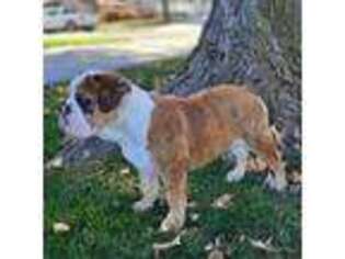 Bulldog Puppy for sale in Frankfort, KS, USA