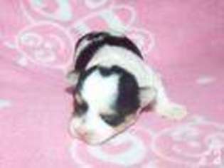 Mutt Puppy for sale in BISHOPVILLE, SC, USA