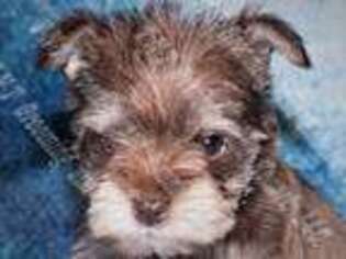 Mutt Puppy for sale in Boynton, OK, USA