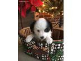 Miniature Australian Shepherd Puppy for sale in Midlothian, TX, USA