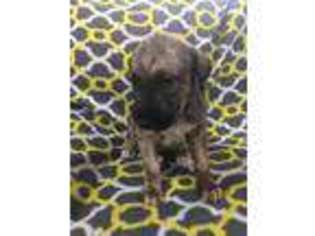 Irish Wolfhound Puppy for sale in Columbia, MO, USA
