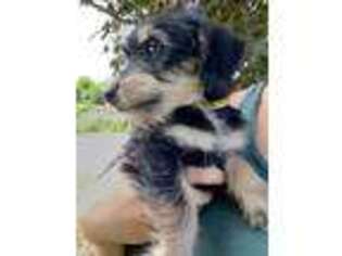 Mutt Puppy for sale in Ovid, MI, USA
