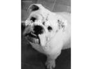 Bulldog Puppy for sale in Royal Oak, MI, USA