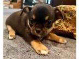 Chihuahua Puppy for sale in Tifton, GA, USA