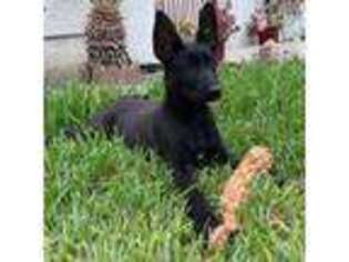 Belgian Malinois Puppy for sale in Compton, CA, USA