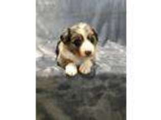 Australian Shepherd Puppy for sale in Mount Gilead, OH, USA
