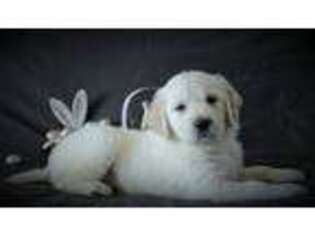 Golden Retriever Puppy for sale in Winesburg, OH, USA