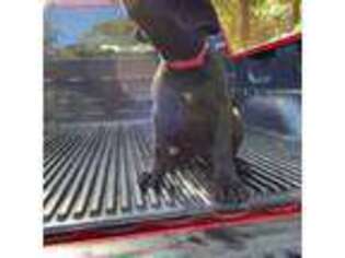 Cane Corso Puppy for sale in Mobile, AL, USA