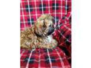 Shih-Poo Puppy for sale in Mc Clure, PA, USA