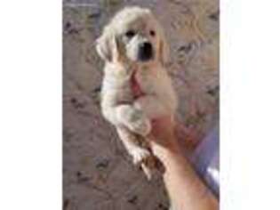 Mutt Puppy for sale in Cumberland, MD, USA