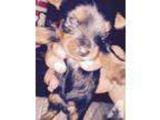Yorkshire Terrier Puppy for sale in BRONX, NY, USA