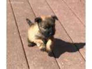 Cairn Terrier Puppy for sale in Herald, CA, USA