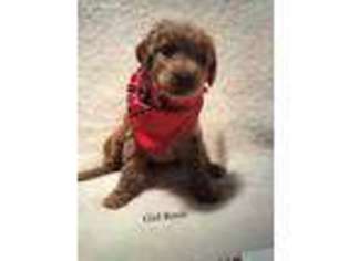 Goldendoodle Puppy for sale in Northfield, MN, USA