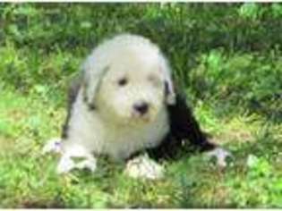 Medium Photo #1 Old English Sheepdog Puppy For Sale in Kansas City, MO, USA