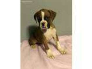 Boxer Puppy for sale in Richmond, VA, USA