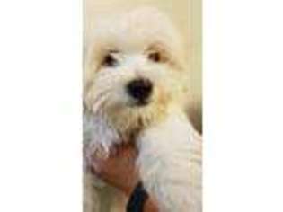 Mal-Shi Puppy for sale in Fairfield, CA, USA
