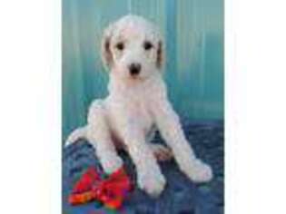 Mutt Puppy for sale in Monahans, TX, USA