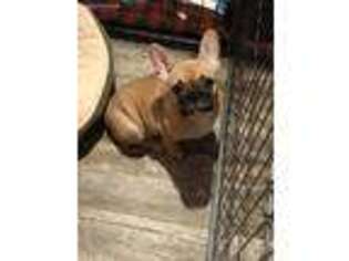 French Bulldog Puppy for sale in Auburn, IL, USA