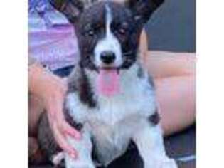 Cardigan Welsh Corgi Puppy for sale in Crystal River, FL, USA