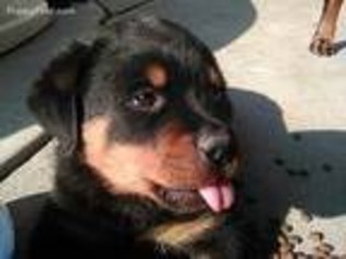 Rottweiler Puppy for sale in Stafford, TX, USA